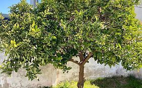 The Orange Tree